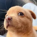 lt_llama1