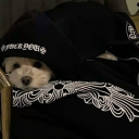 avatar 𝖘𝖔𝖕𝖎