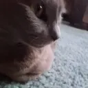 sapphirekat4