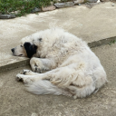 avatar nutella🥰🥰