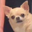 mrkimchi