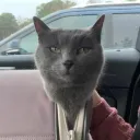 mrkimchi