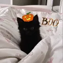 qtkick