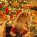 avatar 𝓗𝓪𝓲𝓵𝓮𝔂🎀