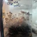 rmfamilymycology