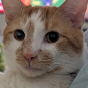 Discord Avatar