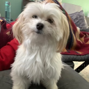 Mr.scruffles