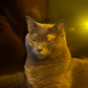 zome avatar