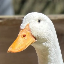 avatar ꙳✧Cheezer✧꙳