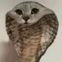 jaydos