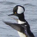 jackm6581