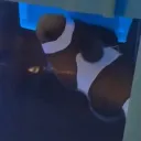 alfredredbird2