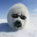 a_reallycoolseal avatar