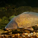 Аватар ttiiggeeff