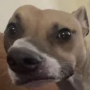 psumms