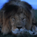 avatar Lion.