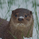 avatar Falcф The Great