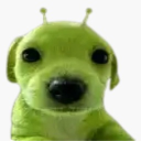 avatar salmon or turtle