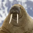 walrus____ avatar