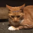 yehcourse