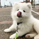 bvfangs