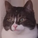 daimyspapen