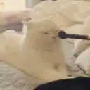 bcrunk