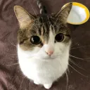 tclawss