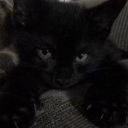 avatar `ᴀᴋᴀᴍᴀᴘʟᴇ