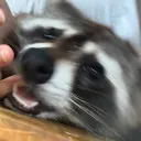 meowaura