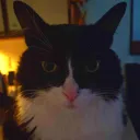 maddestcat