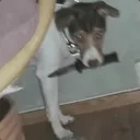 misakufoxx avatar
