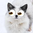 whosdatfox