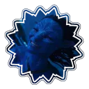 wellsjaha