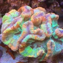 aquawics