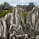 stone_forrest