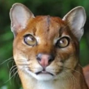 avatar Blackmambakin