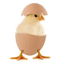 chicky0352