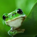 amphdot