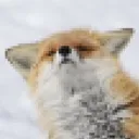 severalfox