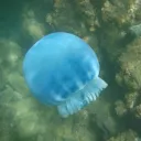 bluecannonball