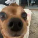 erkiky