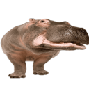 avatar petushok