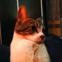 michi044505
