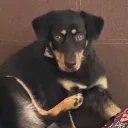 naiguolf1