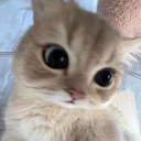 avatar cat