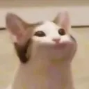 suicidalcat.