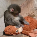 avatar hurmalar yensin