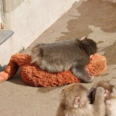 avatar hurmalar yensin