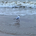 avatar OhItzJustAlesio